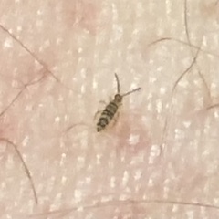 Entomobrya atrocincta