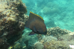 Plectroglyphidodon apicalis