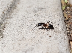 Camponotus