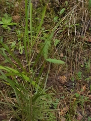 Acacia longissima