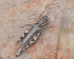 Psoloessa delicatula