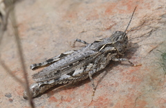 Psoloessa delicatula