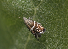 Glyphipteriginae