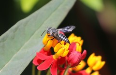 Coelioxys octodentatus