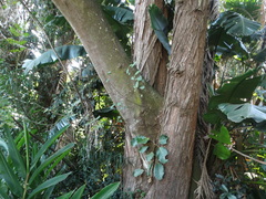 Ficus polita