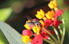 Coelioxys octodentatus