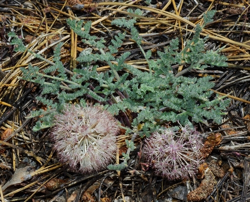 purple mountainparsley (Oreonana purpurascens)