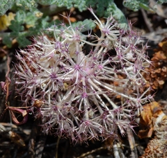 Oreonana purpurascens