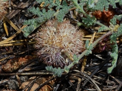Oreonana purpurascens