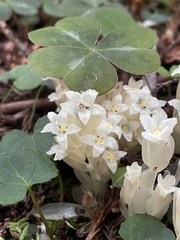 Pityopus californicus