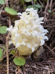 Pityopus californicus