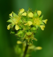 Ivesia campestris