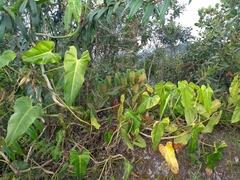 Philodendron longirrhizum
