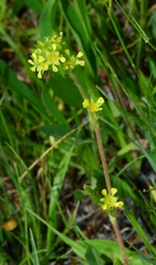 Ivesia campestris