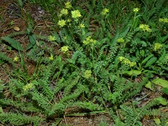Ivesia campestris