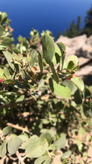 Arctostaphylos nevadensis