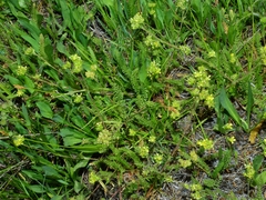 Ivesia campestris