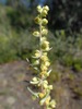 Boreal Sage - Photo (c) yukonbees, some rights reserved (CC BY-NC), uploaded by yukonbees