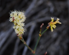 Eriogonum nudum murinum