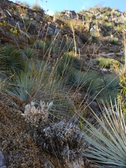 Eriogonum nudum murinum