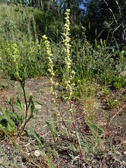Artemisia borealis borealis