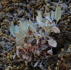 Eriogonum nudum murinum