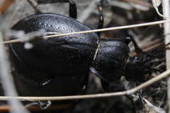 Carabus taedatus