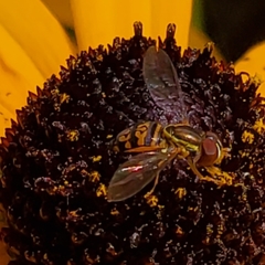 Toxomerus geminatus