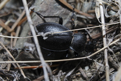Carabus taedatus