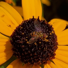 Toxomerus geminatus