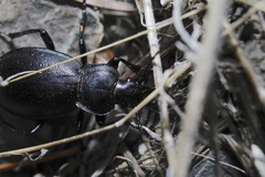 Carabus taedatus