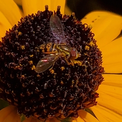Toxomerus geminatus