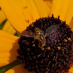 Toxomerus geminatus