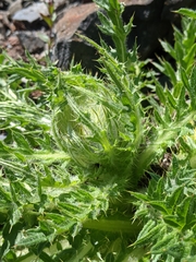 Cirsium edule