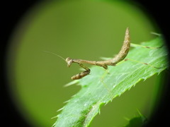 Mantidae