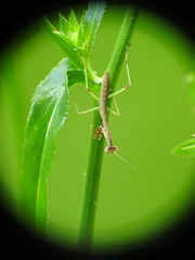 Mantidae