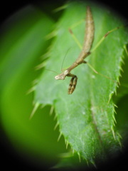 Mantidae