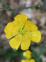 Ranunculus lanuginosus