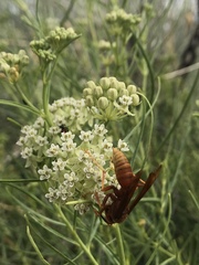 Polistes kaibabensis