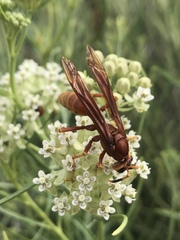 Polistes kaibabensis