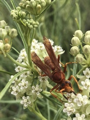Polistes kaibabensis
