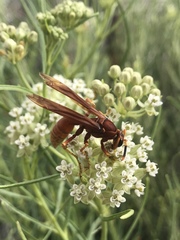 Polistes kaibabensis