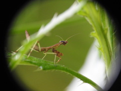 Mantidae