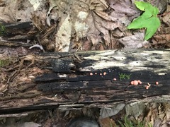 Orbilia xanthostigma