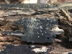 Orbilia xanthostigma