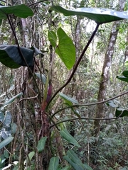 Philodendron daniellii