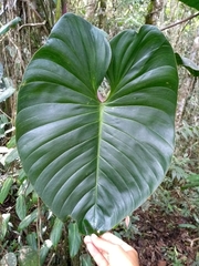 Philodendron daniellii