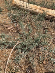 Symphoricarpos rotundifolius parishii