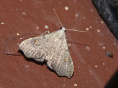 Redectis pygmaea