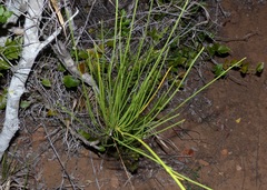 Anginon difforme